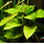 Анубиас Бартера (ветка) (Anubias barteri var. barteri)