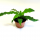 Криптантус бесстебельный (Cryptanthus acaulis var. argenteus), размер L