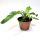 Криптантус бесстебельный (Cryptanthus acaulis var. argenteus), размер L