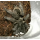 Паук-птицеед Br. Albopilosum, самка, 2.5 см