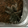 Паук-птицеед Br. Albopilosum, самка, 2.5 см