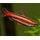 Нанностомус Мортенталера красный (Nannostomus mortenthaleri)