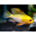 Апистограмма рамирези золотая (M) (Mikrogeophagus ramirezi)