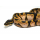 Королевский питон (Calico Enchi), S