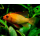 Апистограмма рамирези золотая (M) (Mikrogeophagus ramirezi)