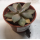 Эхеверия (Echeveria) 5,5-6'