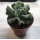 Эхеверия (Echeveria) 5,5-6'