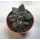 Эхеверия (Echeveria) 5,5-6'