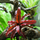 Криптантус двуполосый (Cryptanthus bivittatus «Chocolate Soldier»), размер XL