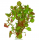 Людвигия овалис (в горшке) (Ludwigia ovalis)