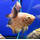 Астронотус тигровый альбинос (M) (Astronotus ocellatus)
