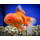 Золотая рыбка Оранда красная (L) (Carassius auratus var.)