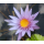 Нимфея Capensis голубой, (Nymphaea capensis), тропическая