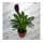 Бромелия микс (Bromelia sp.) 8'