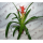 Бромелия микс (Bromelia sp.) 8'