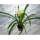 Бромелия микс (Bromelia sp.) 8'