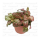 Фиттония микс (Fittonia cv.) 8'