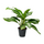 Аглаонема (Aglaonema) 10'