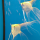 Скалярия золотая вуалевая (M) (Pterophyllum scalare var.)