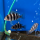 Фронтоза S (Cyphotilapia frontosa)