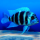 Фронтоза S (Cyphotilapia frontosa)