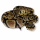 Королевский питон Normal het Albino, S (Самка)