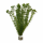 Бакопа перистолистная (с грузом) (Bacopa myriophylloides)