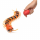 Сороконожка Scolopendra на Р/У в коробке