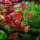 Людвигия ползучая Супер Красная (с грузом) (Ludwigia repens rubin super red)
