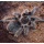 Паук-птицеед Br. albopilosum, L5-6