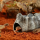 Влажная пещера Exo Terra Wet Rock Ceramic Cave Large, 20x12x9 см