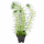 Перистолистник Пропинум (с грузом) (Myriophyllum Propinquum)