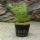 Перистолистник Пропинум (с грузом) (Myriophyllum Propinquum)