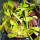 Венерина мухоловка (Dionaea muscipula), горшочек 12см