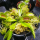 Венерина мухоловка СВ (Dionaea muscipula), горшочек 9см