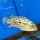 Цихлазома Блю Демпси (S) (Rocio octofasciata «Blue Jack Dempsey»)