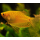 Гурами золотой (М) (Trichopodus trichopterus)