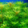 Лимнофила ароматика (с грузом) (Limnophila aromatica)