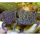 Лягушка шпорцевая  (Xenopus laevis)