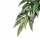 Тропическое растение Exo Terra Jungle Plants Рускус среднее, 55х25 см