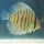 Дискус Аленкер (Symphysodon aequifasciatus var.)