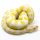 Королевский питон (Albino), S
