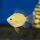 Апистограмма рамирези баллон золотая (Mikrogeophagus ramirezi)