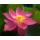 Лотос Хонг Линг Джин (Nelumbo Hong Ling Jin), красный, корневище