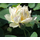 Лотос Бай Цянь Йе (Nelumbo Bai Qian Ye), бело-кремовый, корневище