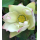 Лотос Ксяо Сан Се Лян (Nelumbo Xiao San Se Lian), кремовый, корневище