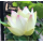 Лотос Ксяо Сан Се Лян (Nelumbo Xiao San Se Lian), кремовый, корневище
