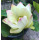 Лотос Ксяо Сан Се Лян (Nelumbo Xiao San Se Lian), кремовый, корневище