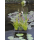 Плавающая корзина для растений Floating Plant Oasis 30x40