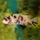 Лабеотрофеус Тревавас тумби вест (Labeotropheus trewavasae chilumba)